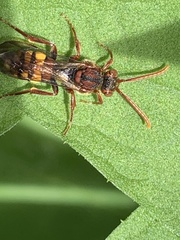 Nomada flava