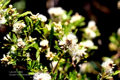 Baccharis heterophylla