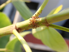 Trichomyrmex destructor