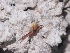 Ebrechtella pseudovatia