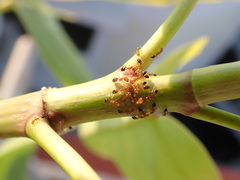 Trichomyrmex destructor