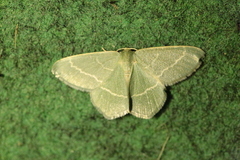 Chlorissa viridata