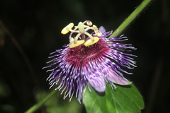 Passiflora menispermifolia