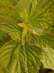 Hypena proboscidalis