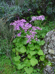 Pericallis echinata image