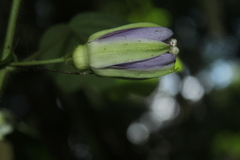 Passiflora menispermifolia