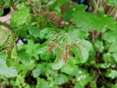 Puccinia malvacearum
