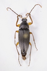 Androchirus erythropus