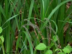 Carex randalpina