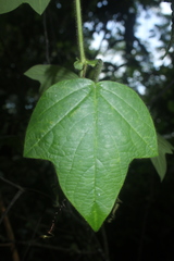 Passiflora menispermifolia