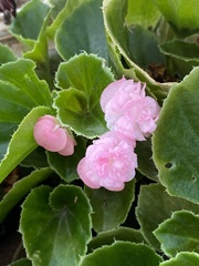 Balsaminaceae