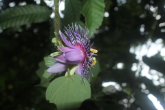 Passiflora menispermifolia