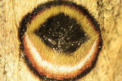 Saturnia pyri
