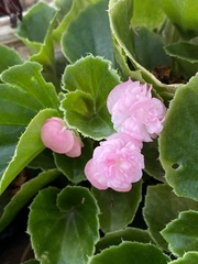 Balsaminaceae