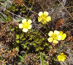 Ranunculus enysii