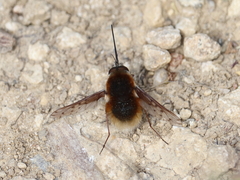 Bombylius medius