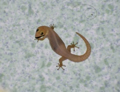 Sphaerodactylus elegans