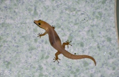 Sphaerodactylus elegans