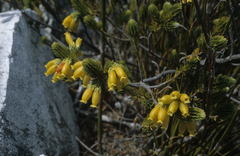 Erica foliacea