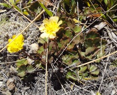 Ranunculus enysii