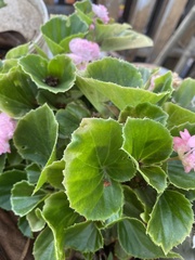 Balsaminaceae