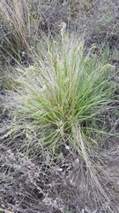 Festuca sibirica