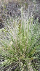 Festuca sibirica