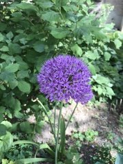 Allium aflatunense