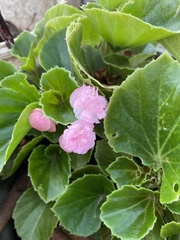 Balsaminaceae