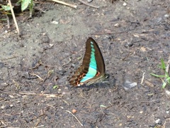 Graphium sarpedon luctatius