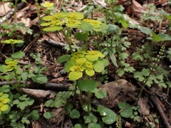 Chrysosplenium serreanum