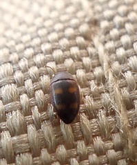 Litargus tetraspilotus