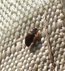 Litargus tetraspilotus