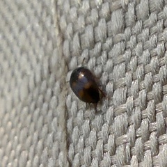Litargus tetraspilotus