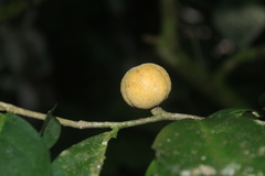 Piparea multiflora