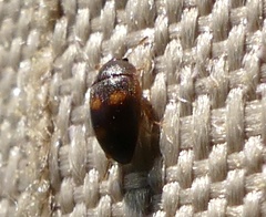 Litargus tetraspilotus