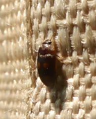 Litargus tetraspilotus