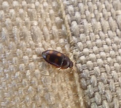 Litargus tetraspilotus