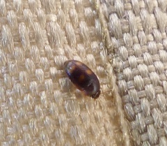 Litargus tetraspilotus