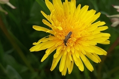 Oedemerini