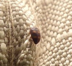 Litargus tetraspilotus