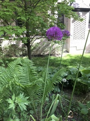 Allium aflatunense