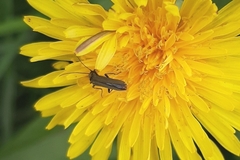 Oedemerini