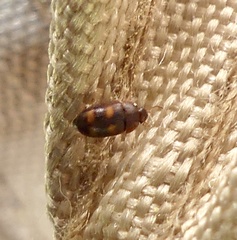 Litargus tetraspilotus