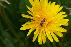 Oedemerini
