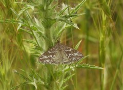 Evergestis frumentalis