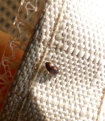 Litargus tetraspilotus
