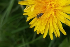 Oedemerini