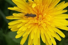 Oedemerini