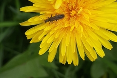 Oedemerini